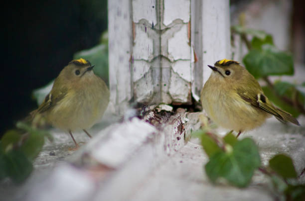 A Goldcrest looking at it's reflection stock photo