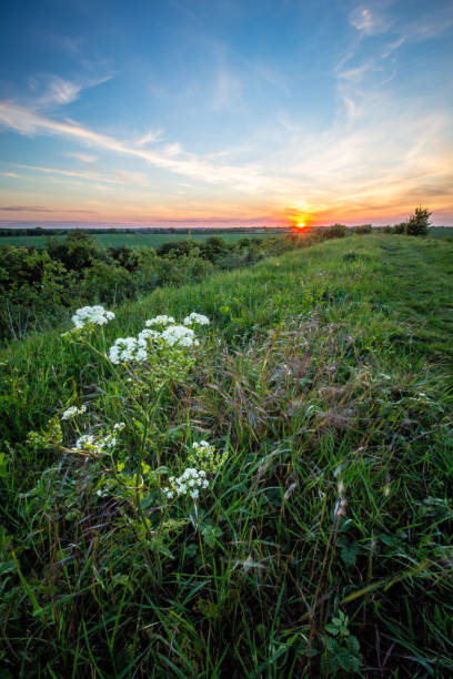 Sunset with flowers in foreground stock photo