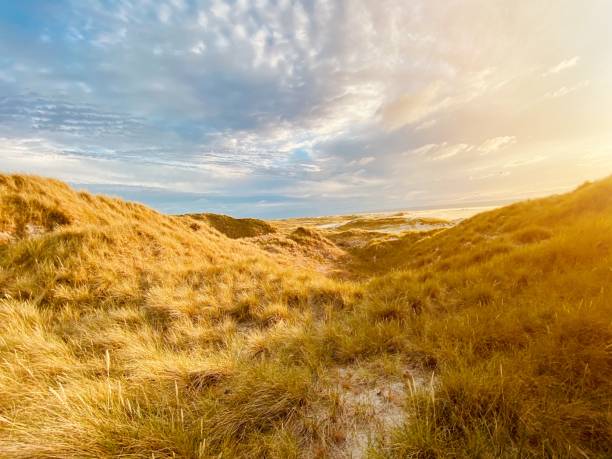 istock Sandy dunes on the island Amrum in the summer 1255261426