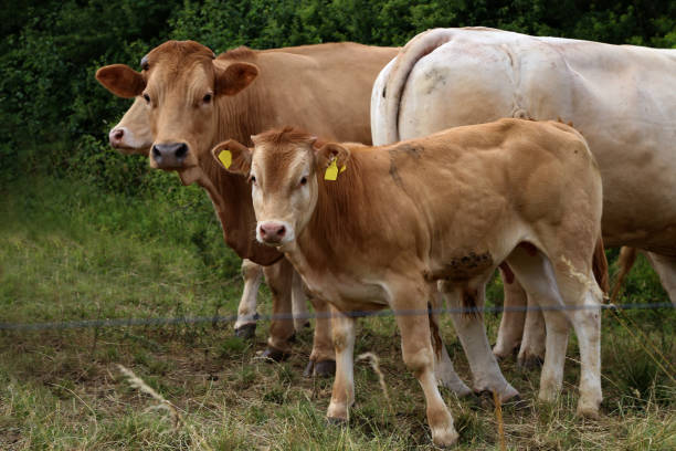 istock Herd of cows in the pasture in summer 1255261572
