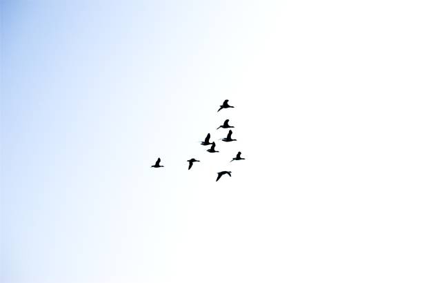 istock Seagull at cruising altitude 1255261616