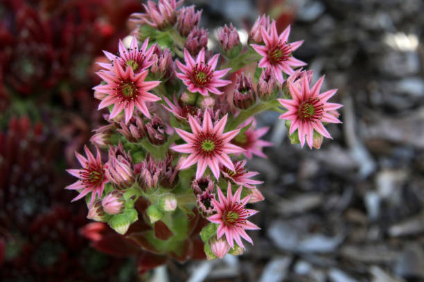 Sempervivum marmoreum - Wild plant shot in summer.