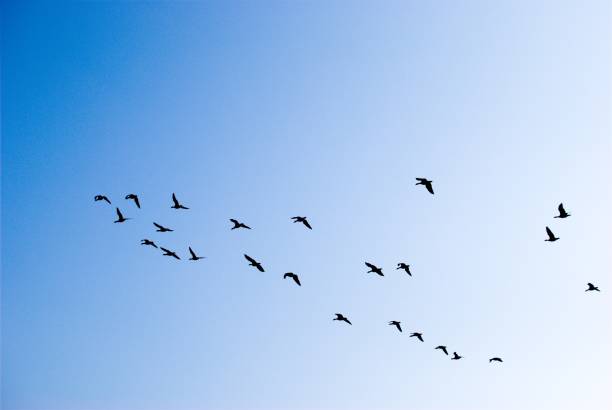istock Seagull at cruising altitude 1255262644