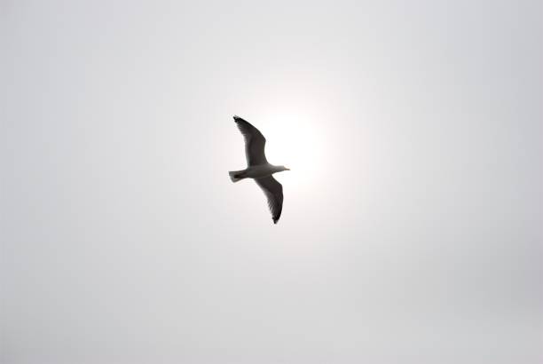 istock Seagull at cruising altitude 1255262700