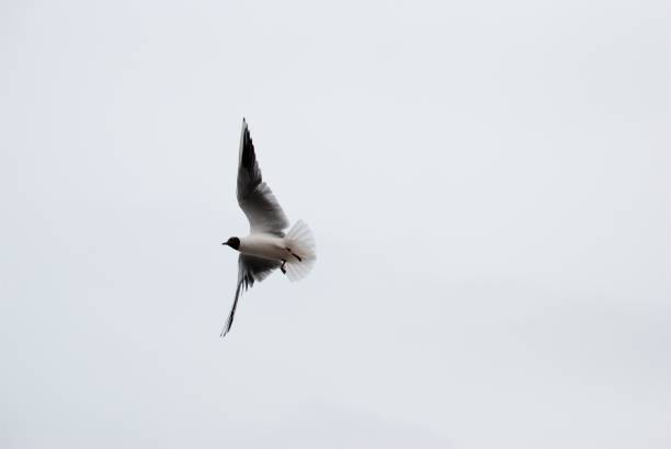 istock Seagull at cruising altitude 1255262786