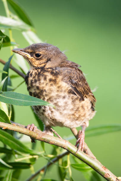 istock nestling thrush the Fieldfare 1255262907