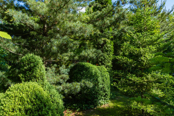 immergrüner landschaftsgarten. buchsbaum buxus sempervirens oder europäische box mit hell glänzenden jungen grünen laub. verschwommener grüner hintergrund. nahaufnahme. selektiver fokus. platzieren sie ihren text. - evergreen magnolia stock-fotos und bilder