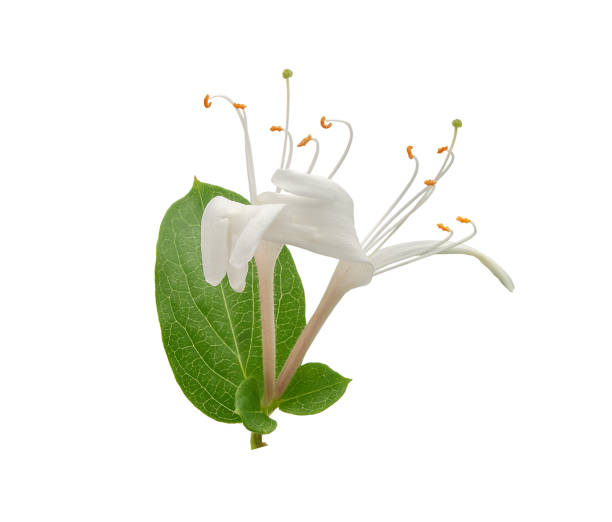 Isolated blossoming flowers of honeysuckle on the white
