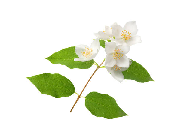 istock Branch of blossoming jasmine 1255263674