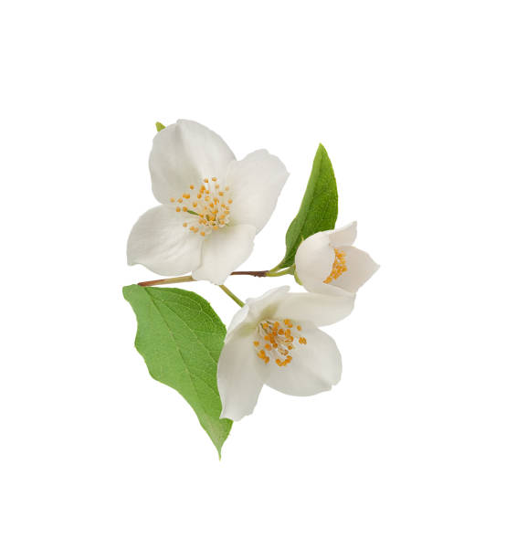 istock Branch of blossoming jasmine 1255263675