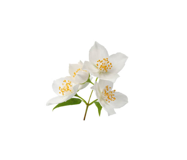 istock Branch of blossoming jasmine 1255263683