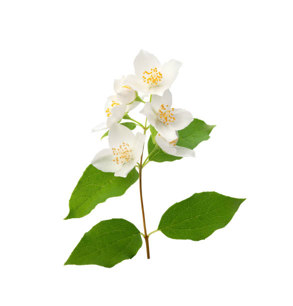 istock Branch of blossoming jasmine 1255263688