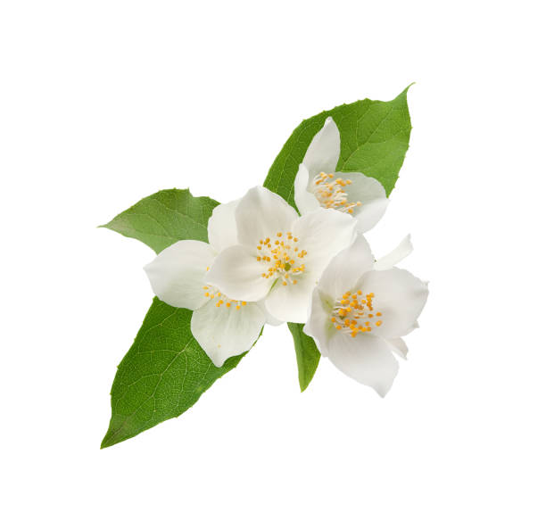 istock Branch of blossoming jasmine 1255263689