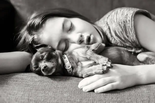 Sweet dream. Little brown Toy-terrier dog sleeping with her lovely girl owner on a coach. Monochrome/black and white horizontal indoors image