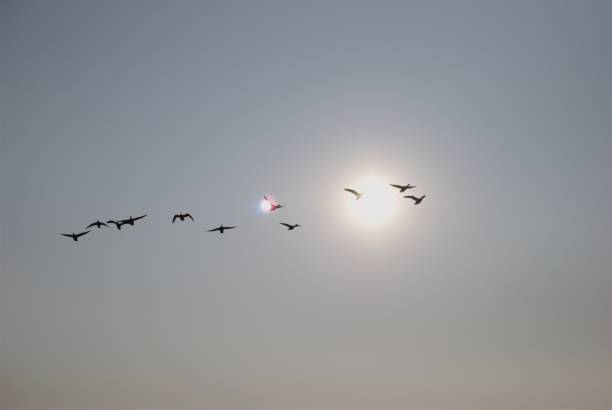 istock Seagull at cruising altitude 1255263882