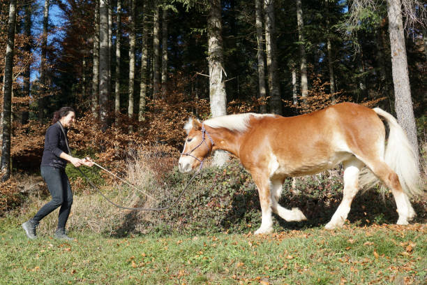 l’entraîneur féminin de dressage enseigne le nouveau tour de cheval - bride women standing beauty in nature photos et images de collection