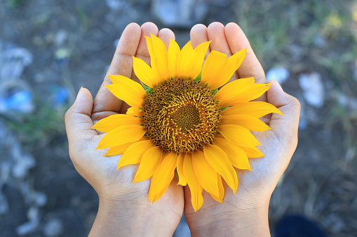 Hands holding sunflower. Big sunflower in young woman hand. Top view, high angle view. Love, care and protection concept.