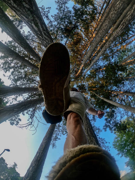 istock A bottom view of a forest and a man walking 1255265251