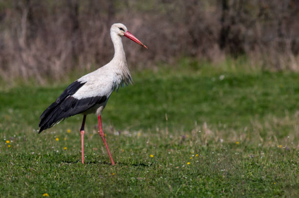 istock White Stork portrait in early morning 1255265428