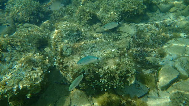 dorade en selle ou dorade ou oblade (oblada melanura) sous-marin, mer méditerranée, cap d’antibes, france - blade photos et images de collection