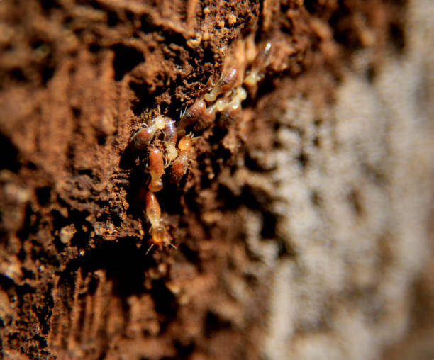 salvador, bahia / brazil - july 8, 2020: termite insect is seen on a wooden trunk in the city of Salvador.