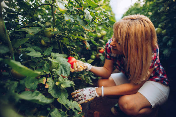 istock Female farmer in her greenhouse 1255267519