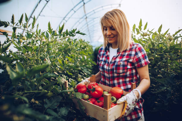 istock Female farmer in her greenhouse 1255267526