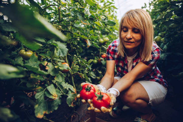 istock Female farmer in her greenhouse 1255267534