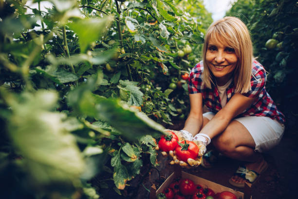 istock Female farmer in her greenhouse 1255267551
