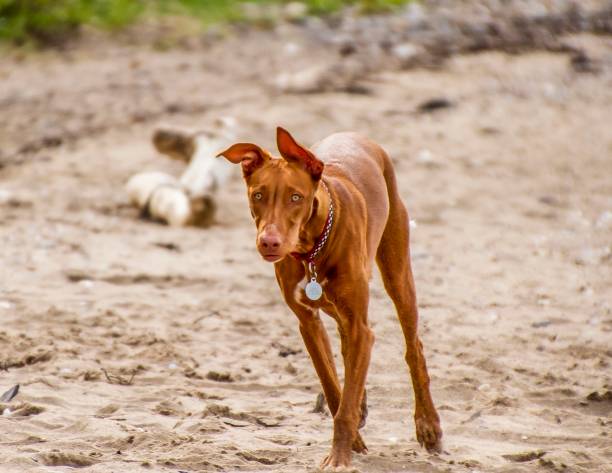 istock Young Beach Dog Of Society Beach. 1255267632