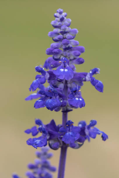 istock Velocity blue salvia plant 1255269302