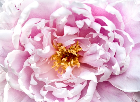 A close up of beautiful peony in full bloom.