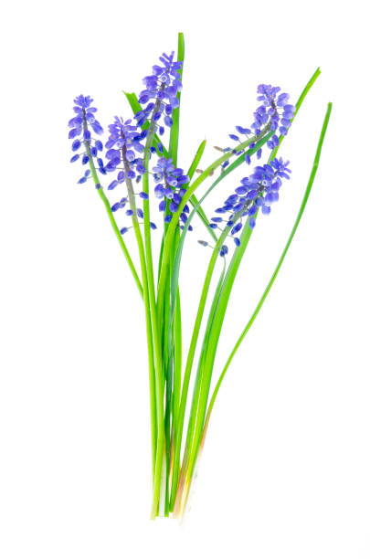 istock Blue inflorescences and bulbs Muscari on white background 1255269696