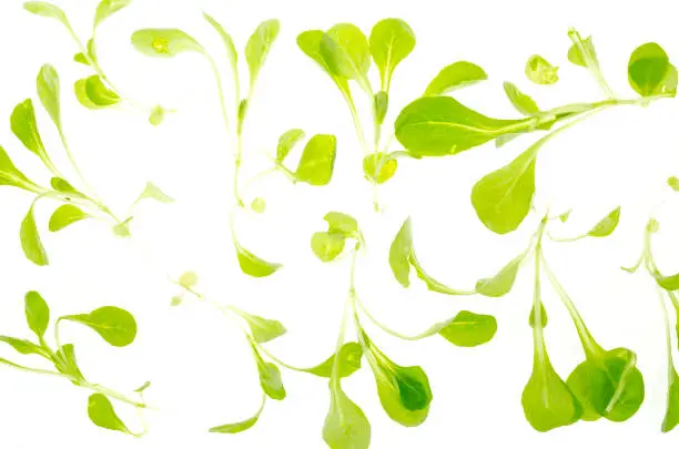 Green leaves of cornsalad isolated on white background. Studio Photo