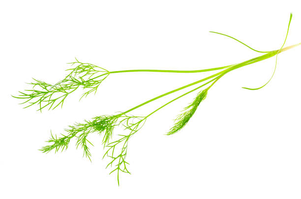 istock Sprig of dill isolated on white background. 1255269832