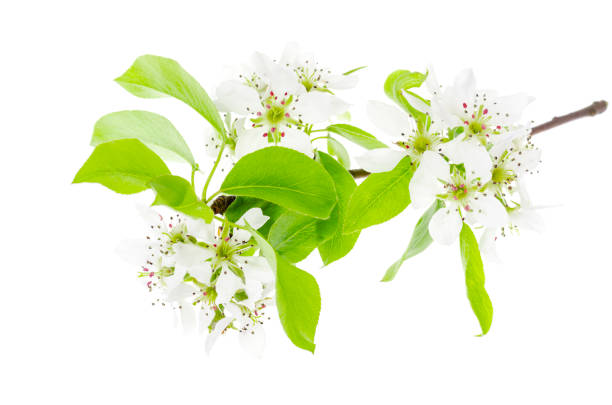 istock Fruit tree branch blooming in white flowers isolated. 1255269835