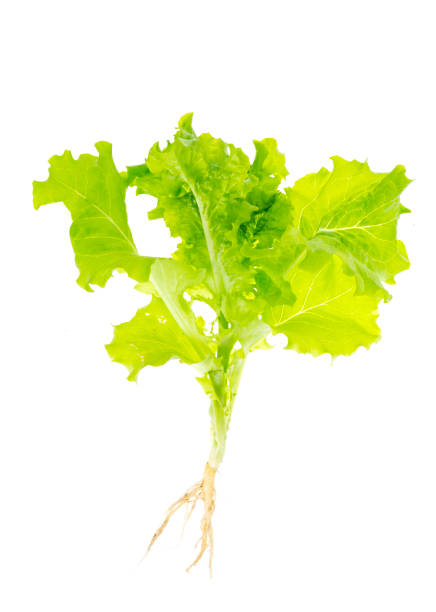 istock lettuce green leaves salad with roots with ground on white background. 1255269855
