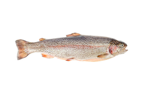 istock Fresh gutted chopped rainbow trout on white background. 1255269861