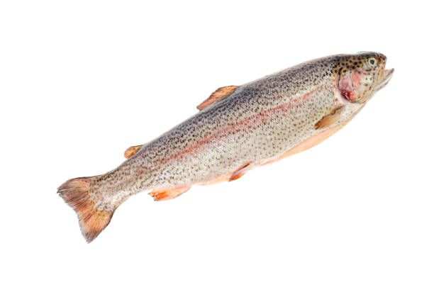 istock Fresh gutted chopped rainbow trout on white background. 1255269868