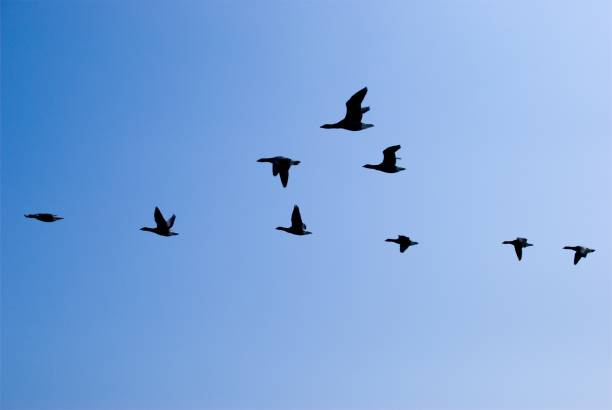 istock A flock of birds 1255270452