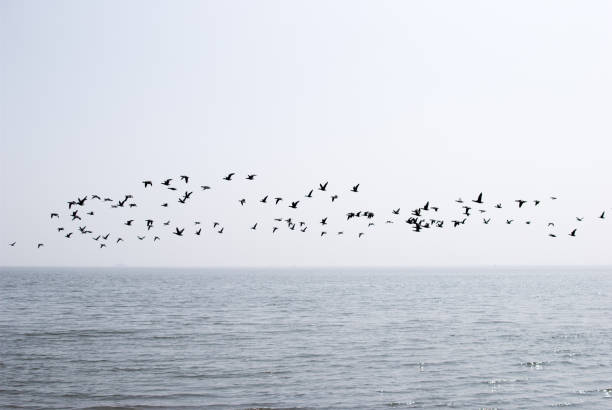 istock A flock of birds over the sea 1255270524