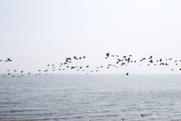 istock A flock of birds over the sea 1255270552