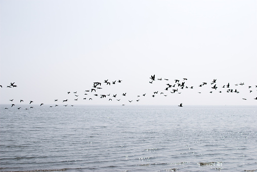 A swarm of seagulls over a calm sea