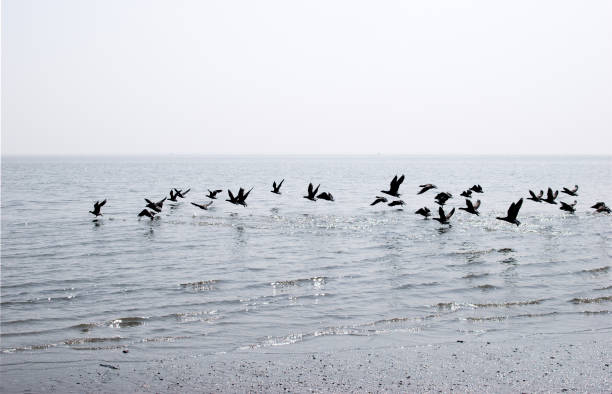 istock A flock of birds over the sea 1255270609