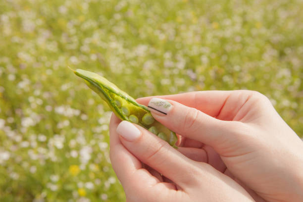 frische ernte der sommersaison. das mädchen enthüllt eine ausdematonhülse aus dem garten gerissen. - green pea pea pod sweet food freshness stock-fotos und bilder