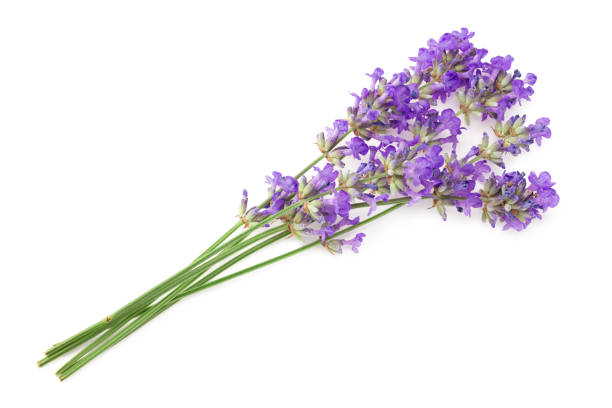 istock lavender flowers isolated on a white background 1255273365