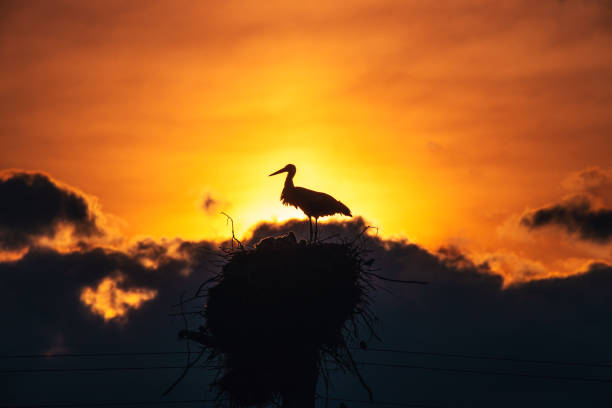 Storks feeding babies in a nest against sunset sky with clouds