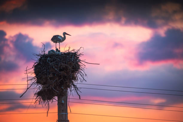 istock Storks feeding babies in a nest against sunset sky with clouds 1255273988
