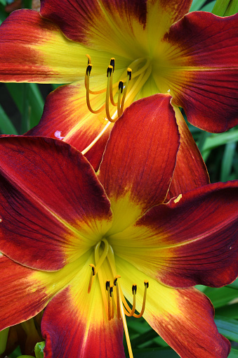 Vertical of two red daylilies in a Connecticut garden