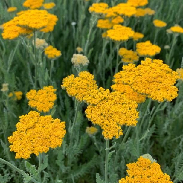 istock Yarrow in a Summer Garden 1255275973